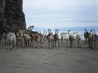 093 Norwegen - Rentiere