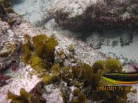 Unterwasserwelt Galapagos