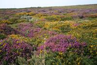 Blühende Heide und Ginster an der Nordküste