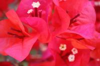 Blütenpracht inmitten Downtown Los Angeles