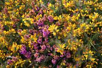 Blühende Heide und Ginster an der Nordküste