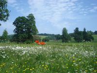 West Dean Garden  - Wildblumenwiese mit South Downs