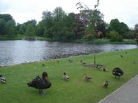 Leeds Castle - schwarze Schwaene am See