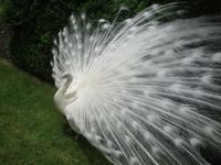Leeds Castle weisser Pfau
