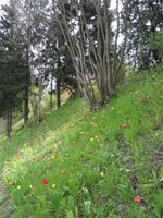 bei Wanderungen begleitet uns die Abtei