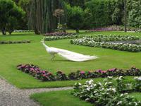 weiße Pfaue - der Stolz der Insel