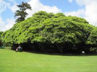 Rhododendron komplex