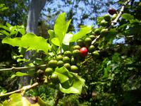 Bei der Kräuterhexe Esmeralda