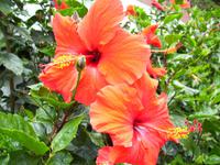 Hibiskus