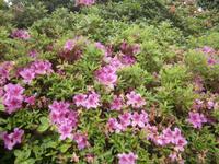 Azaleen in den Terassengärten