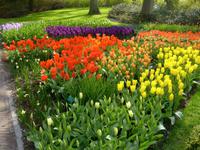 Tulpenblüte im April
