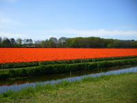 was für ein SUPERTULPENFELD