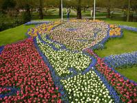 Blumenbild Musiker