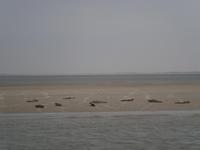 Seehundbank