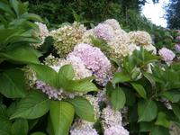 Hortensie