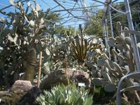 Kakteenterassen in Trauttmansdorff