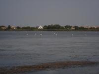 Tag Flamingokolonie
