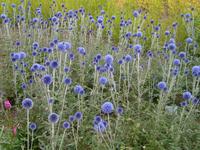 nein blau ist in