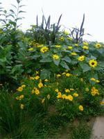 Sonnenblumengold
