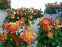 Sommerdahlien
