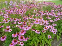 Rudbeckia
