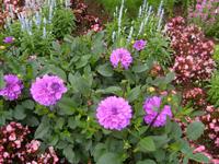 Dahlienblüte