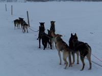 Während der Husky-Safari