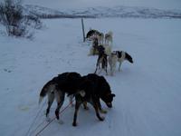 Während der Husky-Safari