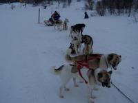 Während der Husky-Safari