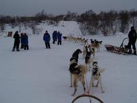 Während der Husky-Safari