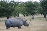 Nashorn im Etosha