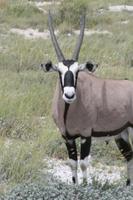 Oryxantilope