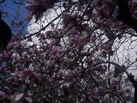 Magnolie