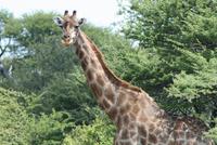 Giraffen im Etosha