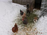 Köhlerei Hasselfelde: Essenszeit!