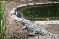 Krokodilsfarm