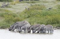 Zebras am Wasserloch im Lodgegeländer