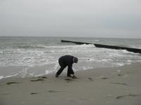 Herr Schamal sucht Muscheln...