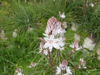 Malta in Blüte