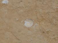 Fosilien beim Azure Window auf Gozo