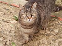 Katze im San Anton Garten in Attard