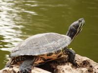 Schildkröte beim Sonnen im San Anton Garten