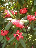 Trengwainton Gardens