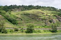 Weinhänge am Rhein