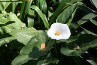 San Anton Garden