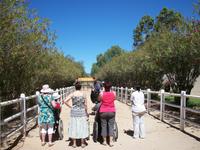 Oudtshoorn Straußenfarm