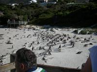 Boulders Beach