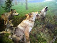 Sind die Wölfe echt?