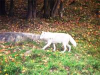 Schaut, ein weißer Wolf