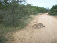 Kruger NP
